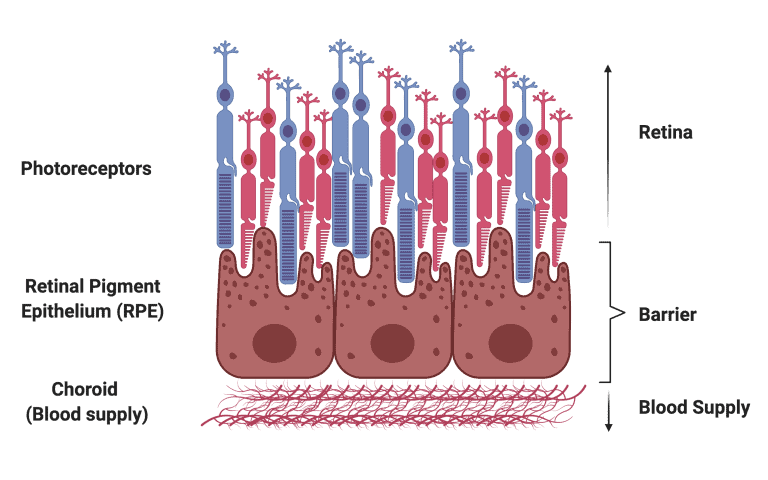 Diagram showing cross-section of the retina and the retinal pigment epithelium (RPE).
Credit: Joseph Smith, PhD student at UCL Institute of Ophthalmology
